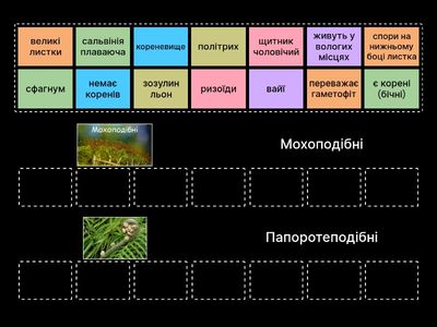 Мохи та папороті