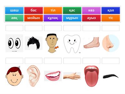 дене мүшелері