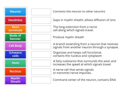 Parts of the Neuron