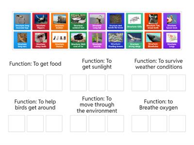  Structures and Functions Sort