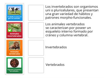 Animales vertebrados e invertebrados 