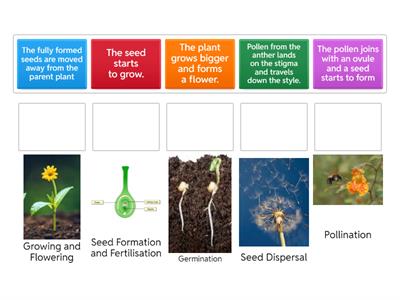 Life cycle of a plant