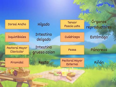 Kinesiología Aplicada: Relación músculo y órgano