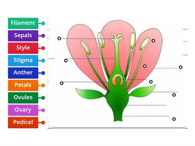 Label the parts of flowers