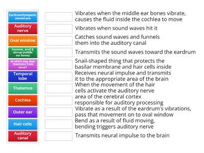 Auditory process functions