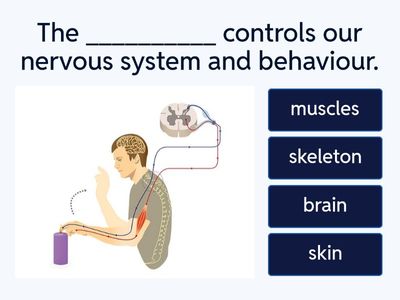 Prime Time 2. 2i Curricular/Science. ✋Human Body Systems Quiz