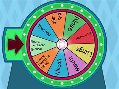 Describe the Structure & Function: