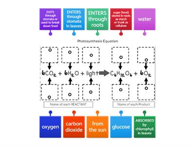 Photosynthesis Equation