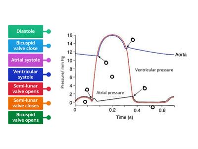 Cardiac cycle