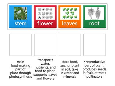 Structures and Functions of Plants