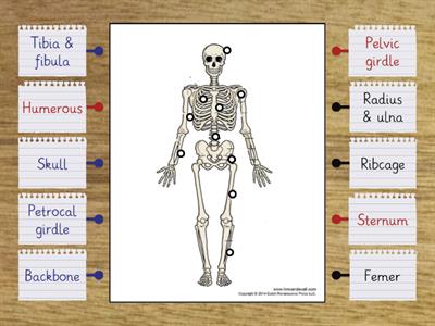 Skeletal System