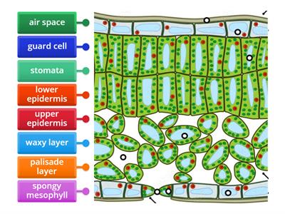 Structure of the leaf