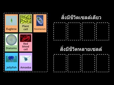 ใครเซลล์เดียว ใครหลายเซลล์