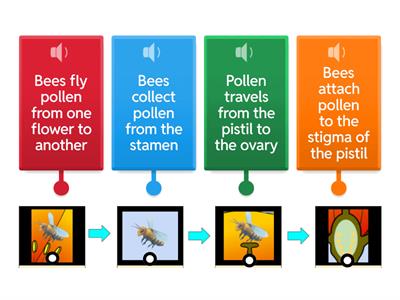 Seed Pollination Sort w/audio