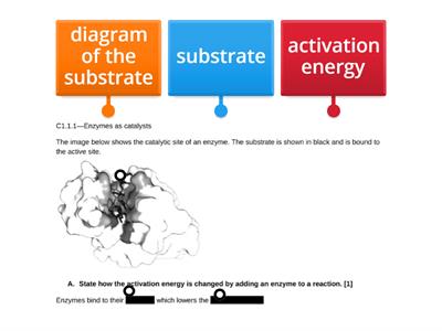 C1.1.1—Enzymes as catalysts