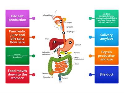 Enzyme Production