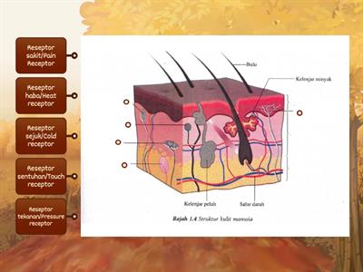 Sains Tingkatan 3 : Kulit manusia (Human Skin)