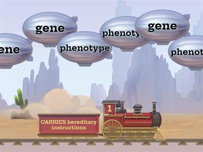 Genotype vs phenotype