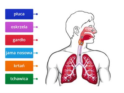 układ oddechowy 