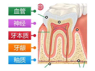 三年级科学（牙齿的结构）