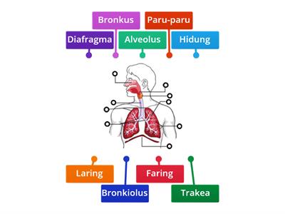 Kuis 2 Organ Pernapasan Manusia IPA Kelas 5 SD