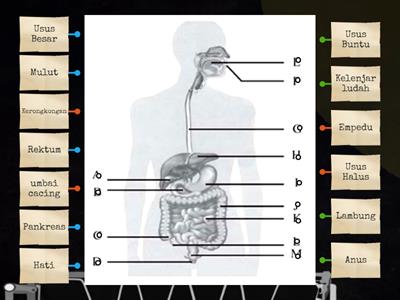 Part 1_Organ Saluran Pencernaan Manusia