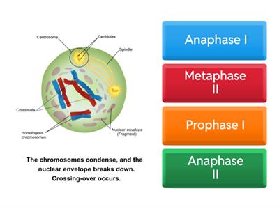 Meiosis Diagrams Review