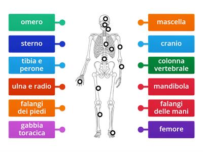 Ossa del nostro scheletro 