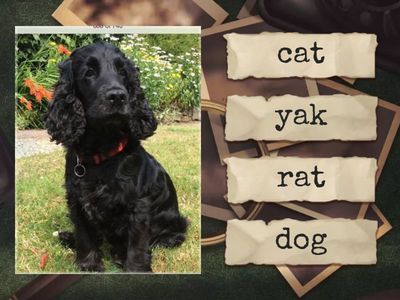 CVC animals - quiz, 1 picture to 4 words