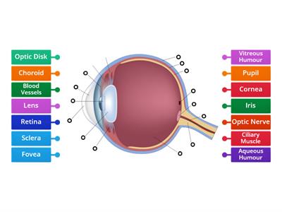 The Structure of the Human Eye