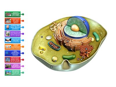 Animal Cell functions as a factory