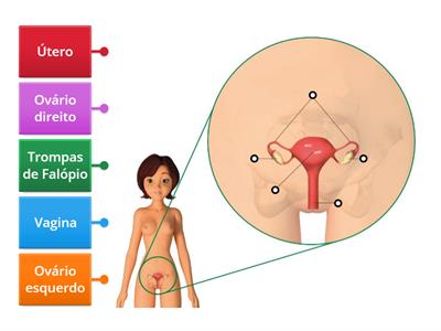 Sistema reprodutor feminino