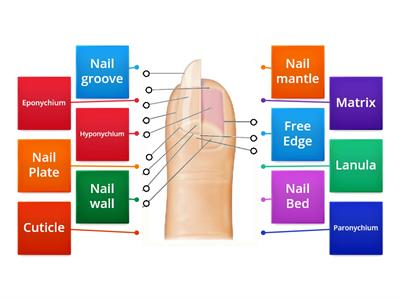 Nail Anatomy