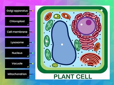 Parts of a plant cell