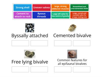 Epifaunal bivalve adaptation