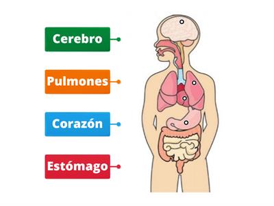 ÓRGANOS DEL CUERPO HUMANO