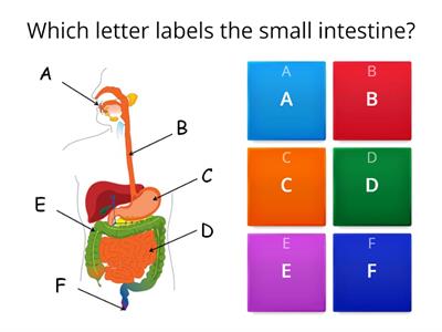 Revision: Parts of digestive system