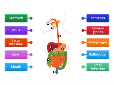 Ffynone House: Digestive system label 