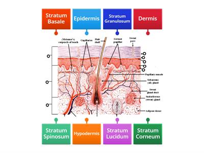 Layers of the Skin