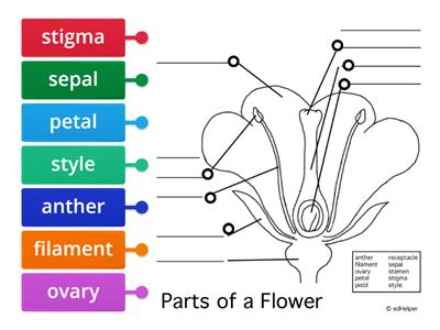 Parts of a flower