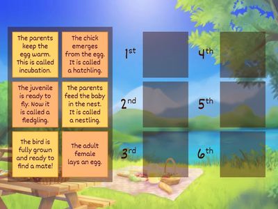 Life cycle of a bird.