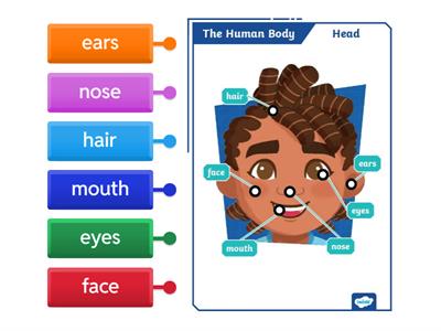 Human body (part 2 - head, face)