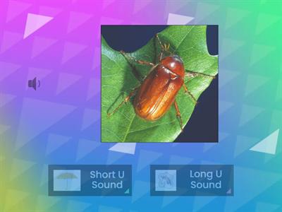 TF:  Short or Long U sound?