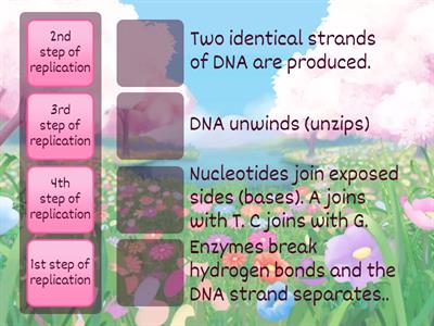 DNA Replication