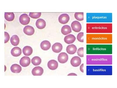 Células sanguíneas