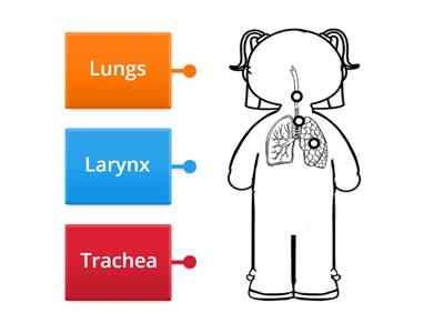 My body parts: Respiratory system