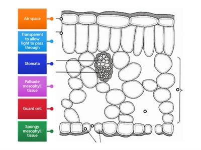 The leaf - structures