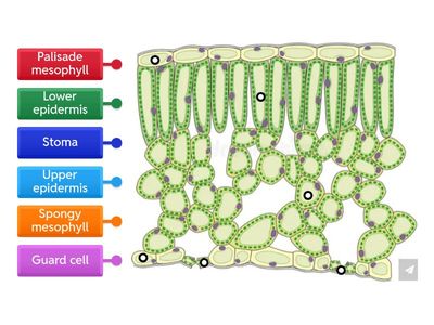 Cross Section of a Leaf 3