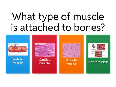 Muscle Tissue Quiz