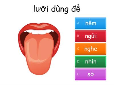 Hoạt động 5 giác quan - 5 senses